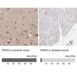 JM4 Antibody, Novus Biologicals:Antibodies:Primary Antibodies
